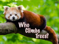 Who_Climbs_Trees_